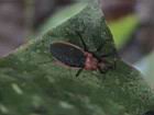 2001 08-05 - Sirena- Leafhopper avoiding army ants -  [002].jpg